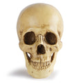 Resin Skull Bar Decorates Human Skull